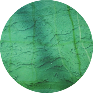Algae