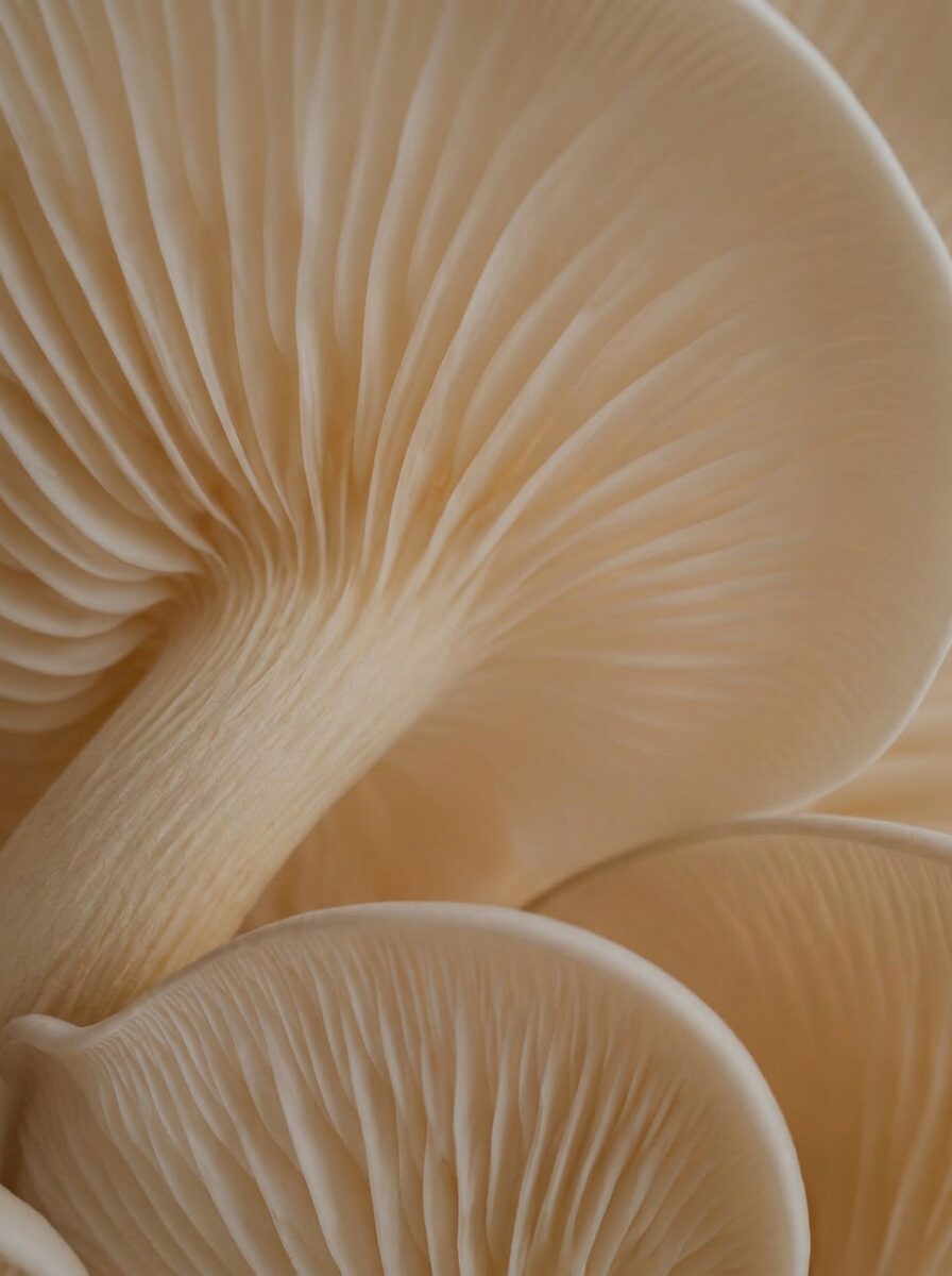 aioss ingredients - rd26-pdp-ingredients-03-plant-mushroom-extracts